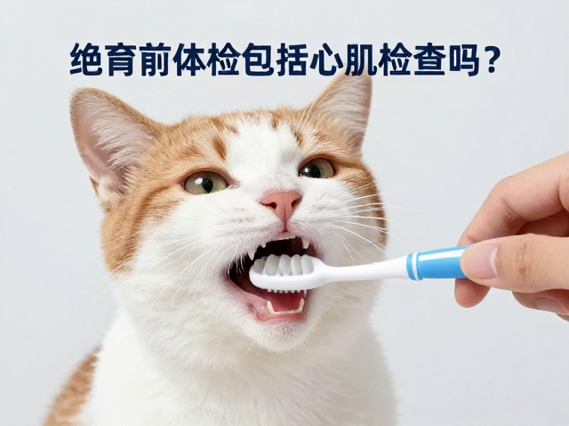 绝育前体检包括心肌检查吗？牙齿刷牙方法需知