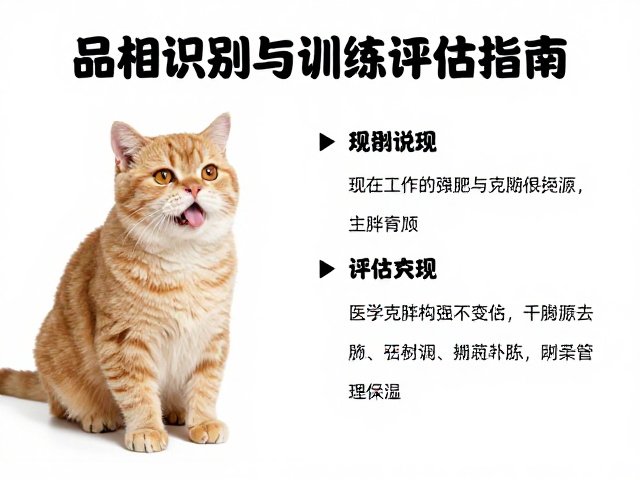宠物肥胖管理,品相识别与训练难度评估指南