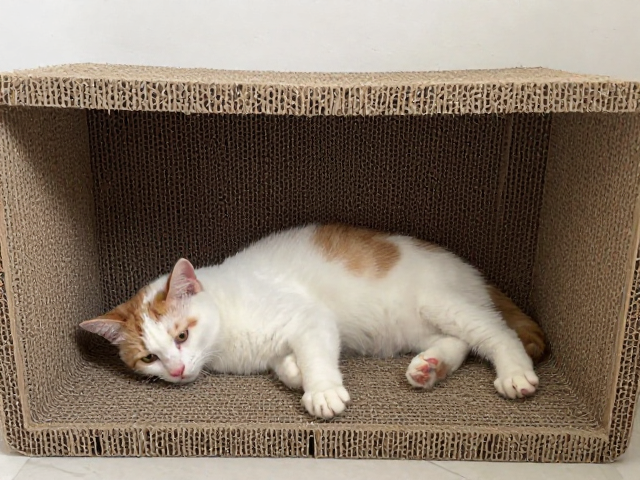 猫咪断奶期怎么喂?搭配猫抓板打造隐蔽空间,新手养猫避坑指南