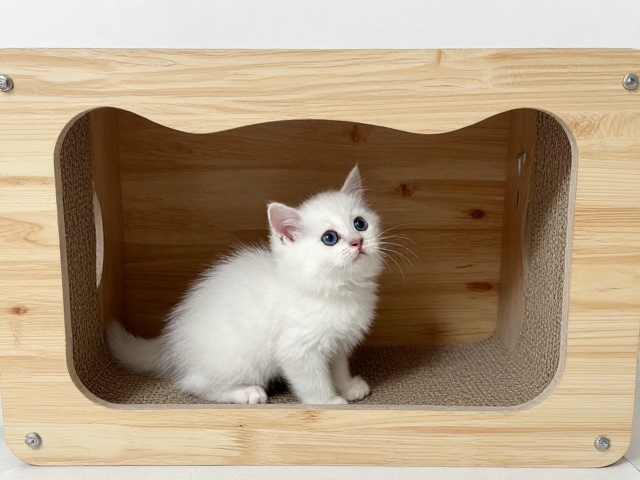 猫咪断奶期怎么喂?搭配猫抓板打造隐蔽空间,新手养猫避坑指南