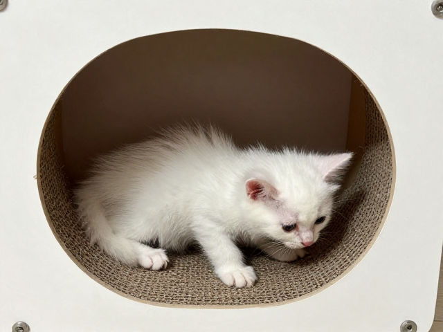 猫咪断奶期怎么喂?搭配猫抓板打造隐蔽空间,新手养猫避坑指南