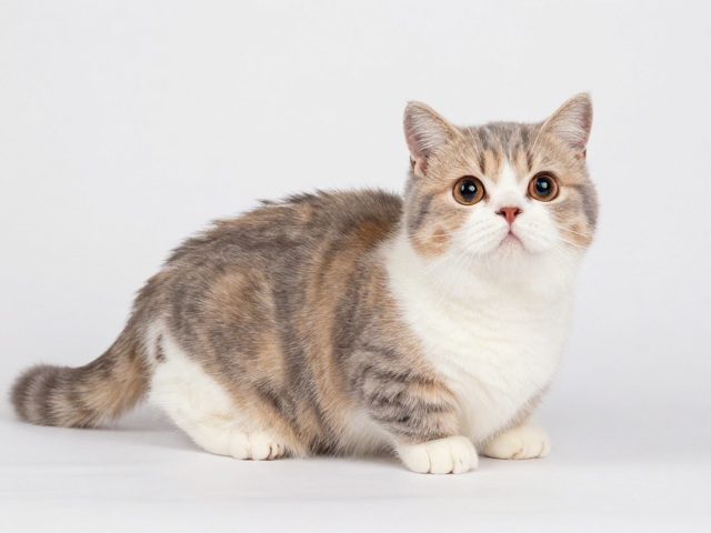 矮脚猫品相识别与脊椎保护,如何提升猫咪活跃度?