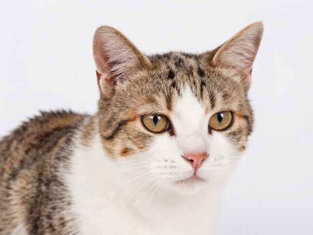 猫咪掉毛严重怎么办?耳部清洁与品相识别全攻略