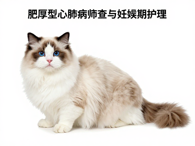 布偶猫肥厚型心肌病筛查与妊娠期护理,科学配色繁育指南