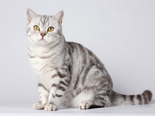 赛级大理石纹猫价格解析，配色繁育与花纹选购指南