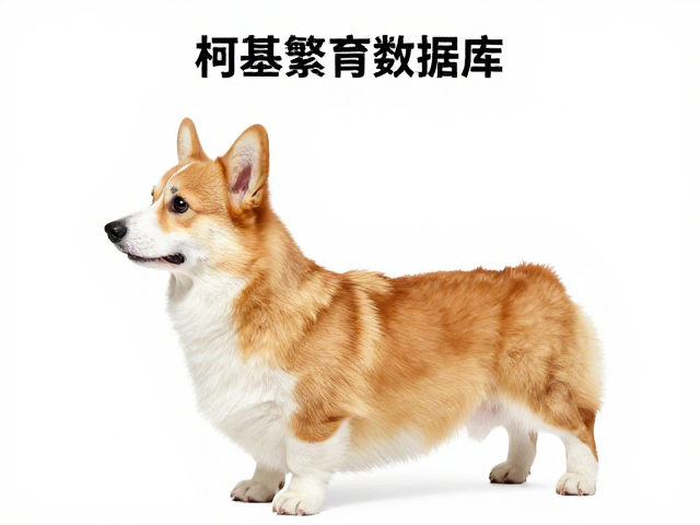 柯基繁育数据库,如何通过配色与紧凑体型筛选优质种犬