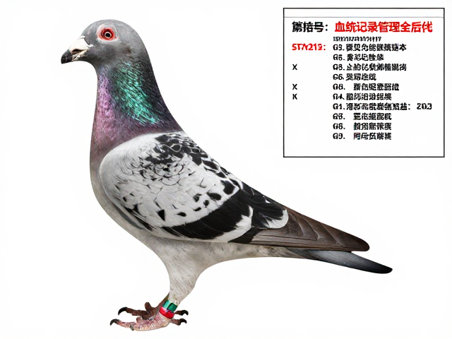 罕见雄性配色繁育,血统记录管理全攻略,打造顶级赛级后代