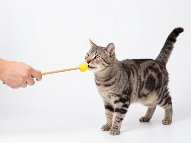 8-12周断奶期怎么喂?逗猫棒辅助训练与独立期喂养指南