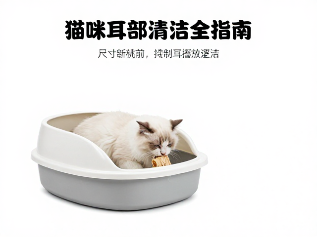 猫咪断奶期喂养、猫砂盆选择与耳部清洁全指南