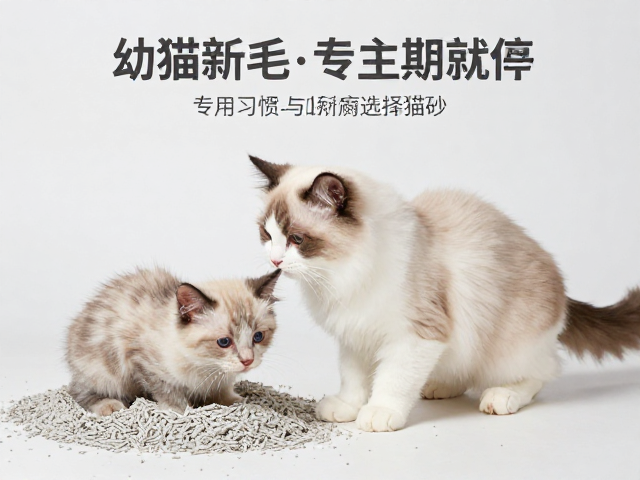 幼猫断奶期怎么喂?梳毛习惯与专用猫砂选择指南