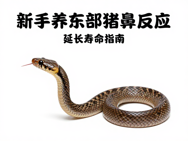 新手养东部猪鼻蛇,降低应激反应,延长寿命指南