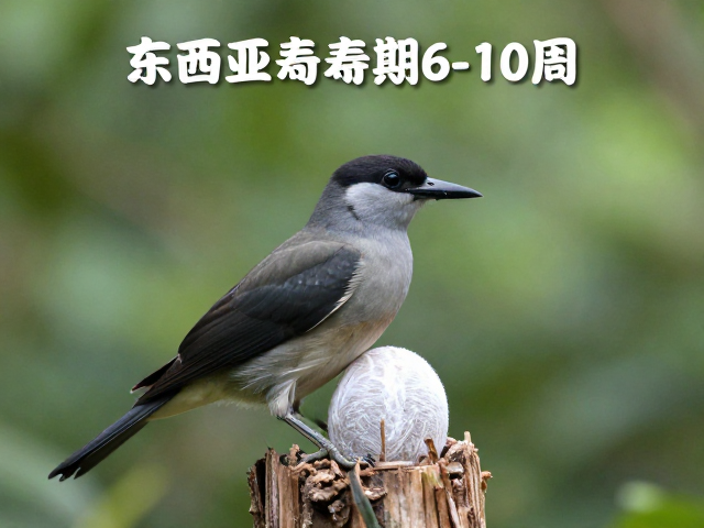 东南亚长寿鸟,孵化期6-10周,揭秘其寿命与分布