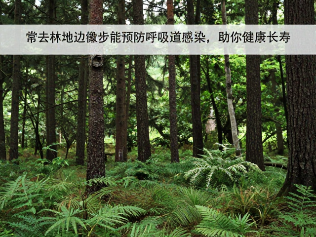 常去林地边缘散步能预防呼吸道感染,助你健康长寿