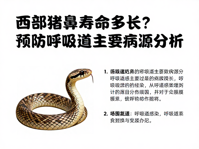 西部猪鼻蛇寿命多长?预防呼吸道感染指南