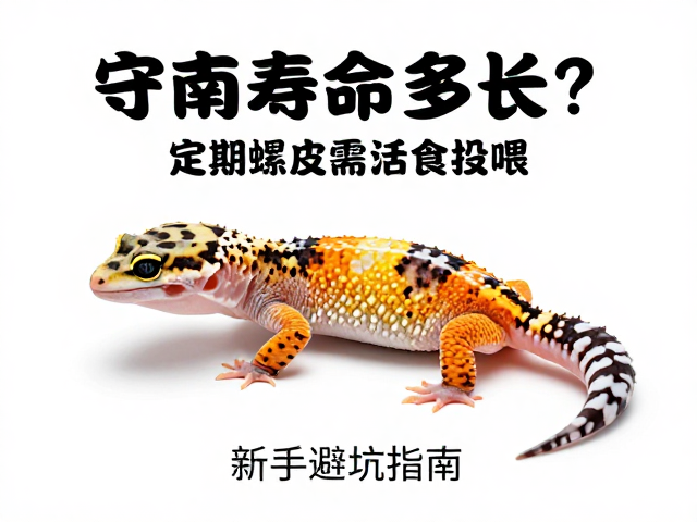 守宫寿命多长？定期蜕皮需活食投喂，新手避坑指南