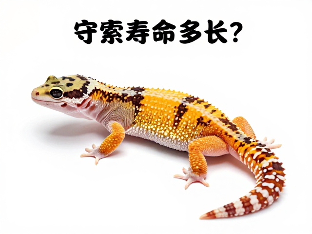守宫寿命多长?定期蜕皮需活食投喂,新手避坑指南