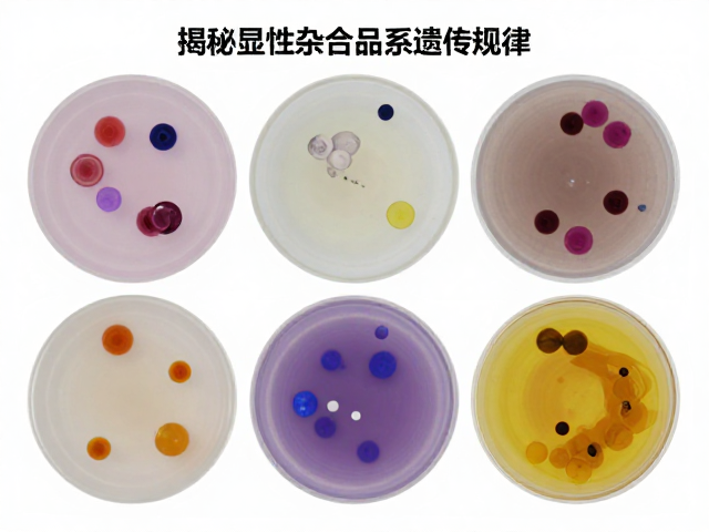 共显性与原色,揭秘显性杂合品系遗传规律