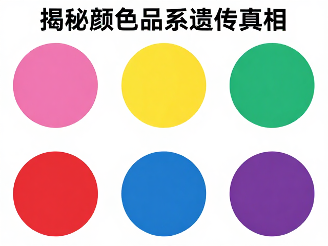 原色与隐性遗传混淆?揭秘颜色品系遗传真相