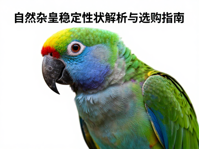 稀有原色鹦鹉,非自然杂交稳定性状解析与选购指南