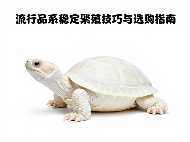 揭秘龟类白化原色,流行品系稳定繁殖技巧与选购指南