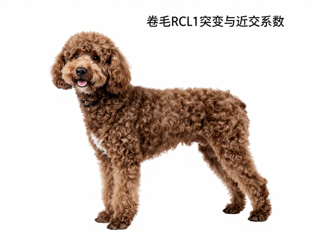 卷毛基因RCL1突变与近交系数,宠物犬配色繁育核心逻辑