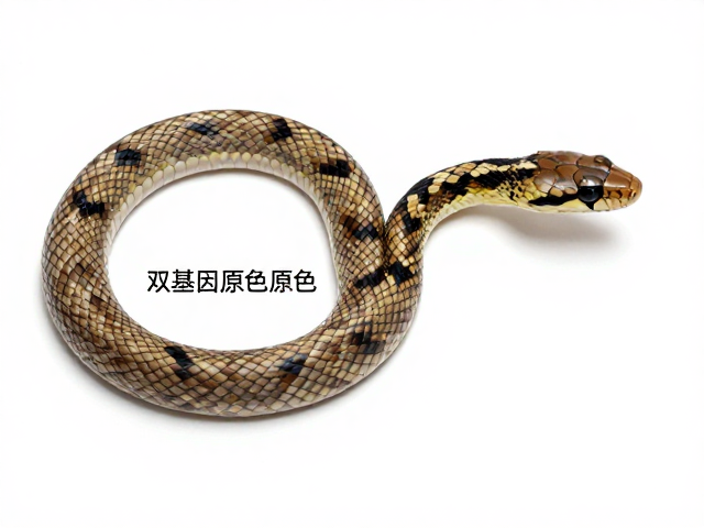 双基因蛇原色特征解析,基因突变与选育打造独特外观