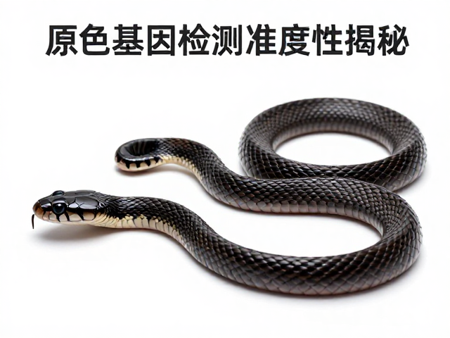 黑鼠蛇原色基因检测准确性揭秘,数据验证与饲养指南