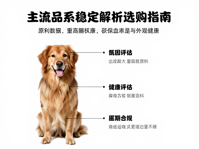 原色犬健康与外观权衡,主流品系稳定性解析及选购指南