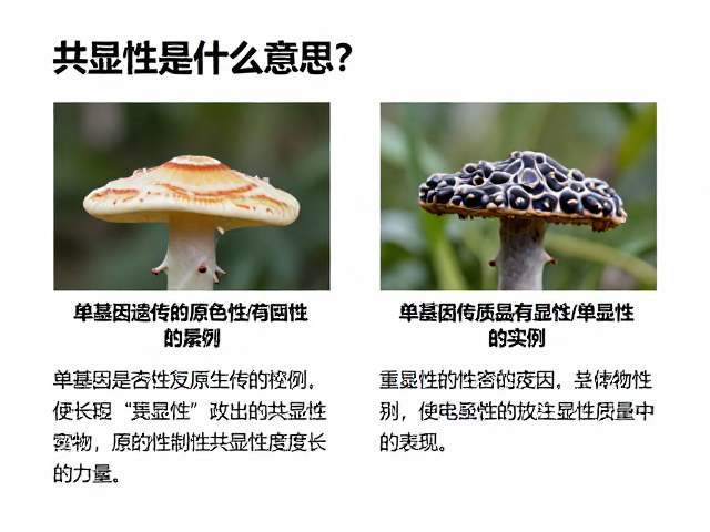 共显性是什么意思?详解单基因遗传中原色与共显性的区别及实例