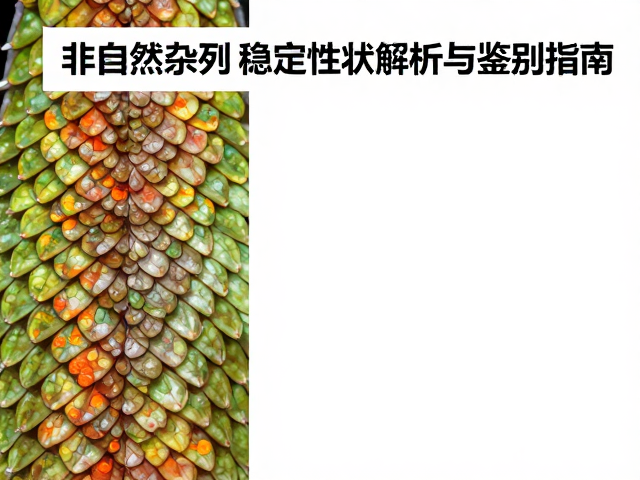 原色鳞片纹理特殊，非自然杂交稳定性状解析与鉴别指南