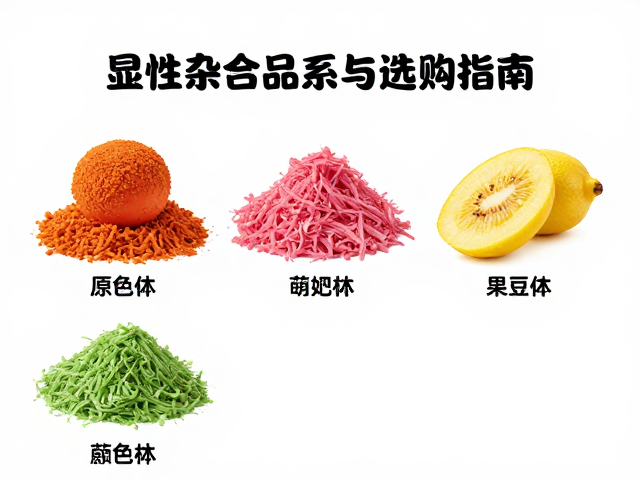 原色体色鲜艳的显性杂合品系特点与选购指南