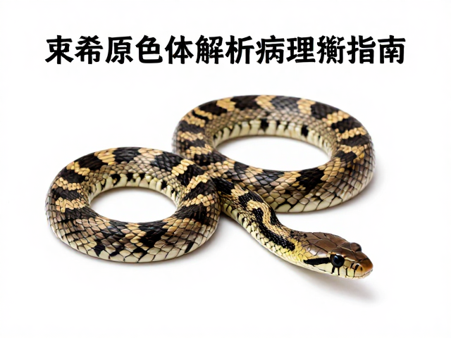束带蛇原色特征解析,健康与外观的权衡指南