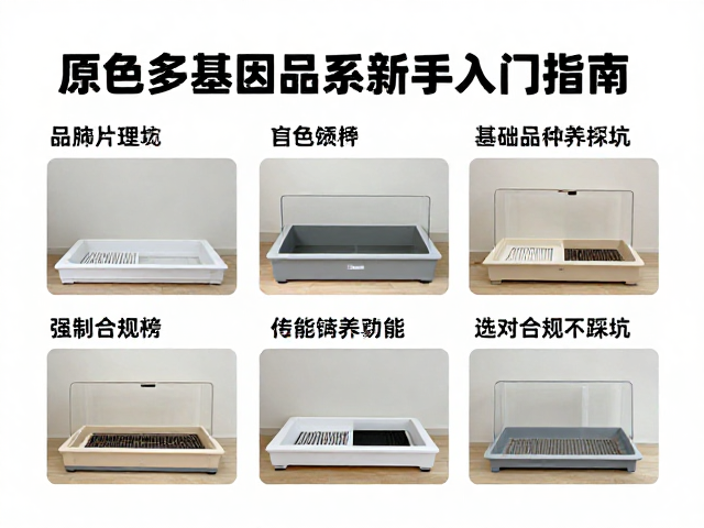 原色多基因品系新手入门指南,选对品种不踩坑
