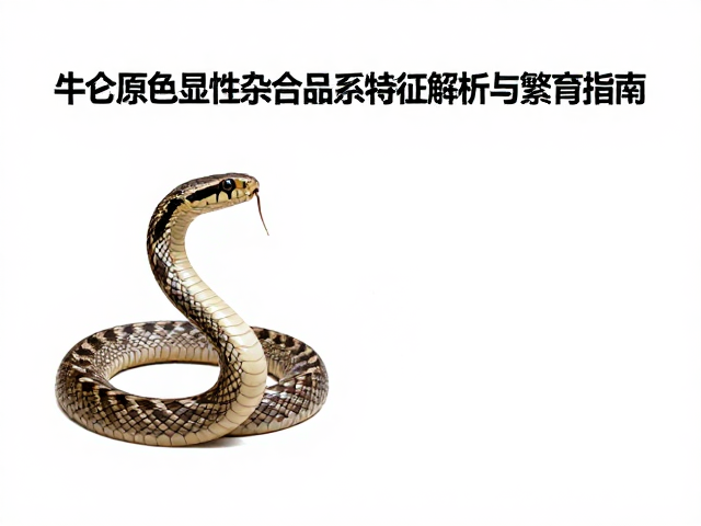 牛蛇原色显性杂合品系特征解析与繁育指南