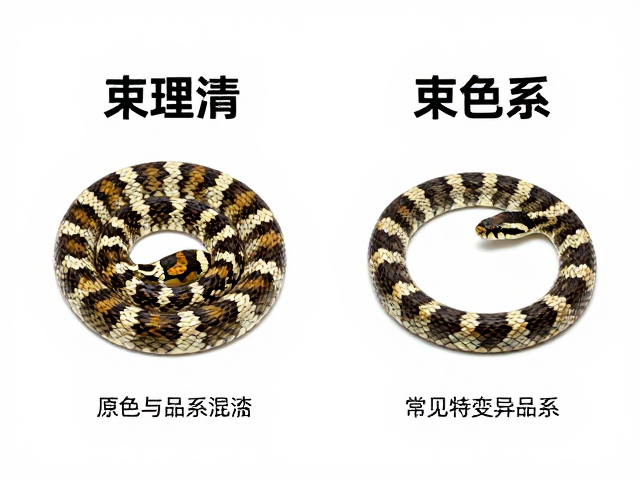 束带蛇原色与品系混淆?一文理清颜色特征与鉴别要点