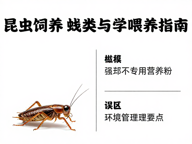 蟋蟀蟑螂专用营养粉，昆虫饲养食物种类与科学喂养指南
