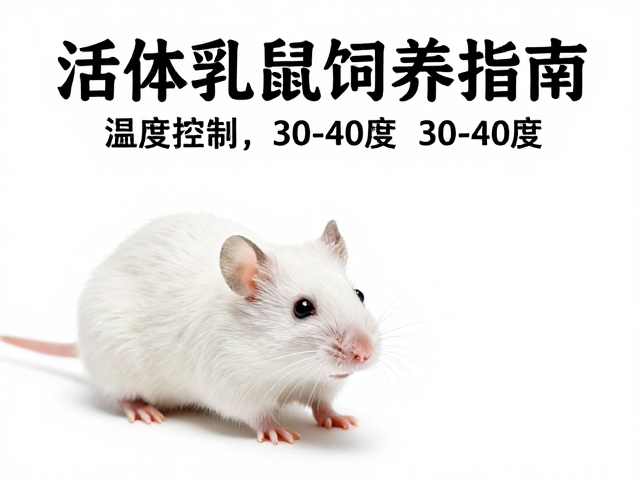 活体乳鼠饲养指南,温度控制在30-40度的关键