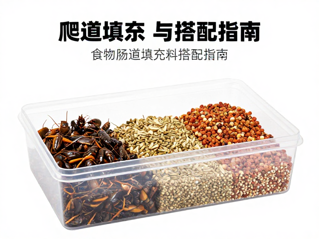 爬宠饲养箱怎么布局?食物种类与肠道填充饲料搭配指南