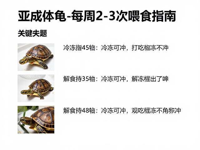 亚成体龟每周2-3次喂食指南,冷冻解冻食物种类选择与处理技巧