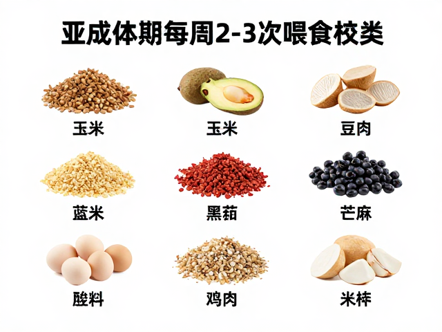亚成体期每周2-3次喂食,钙磷比例关键食物种类推荐