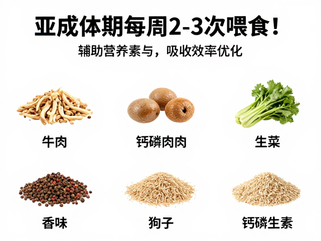亚成体期每周2-3次喂食,钙磷比例关键食物种类推荐