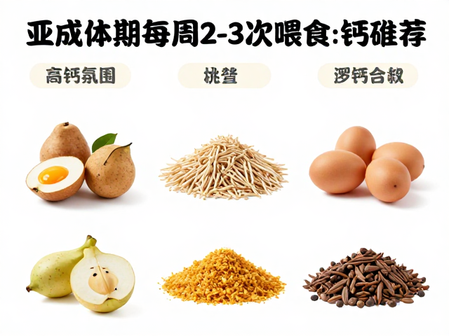 亚成体期每周2-3次喂食,钙磷比例关键食物种类推荐