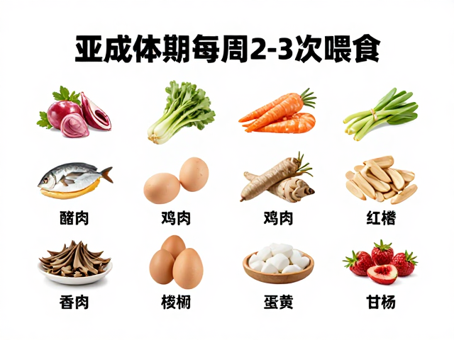亚成体期每周2-3次喂食,钙磷比例关键食物种类推荐