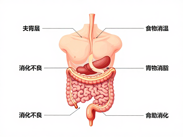 食物种类与消化不良,头体比例1/4饮食法助消化