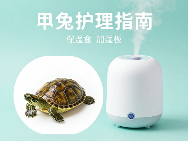 乌龟蜕皮护理指南,保湿盒辅助与加湿盒使用全解析
