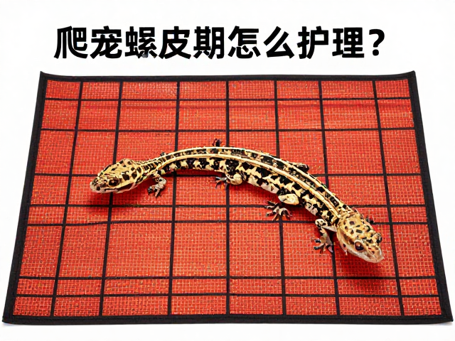爬宠蜕皮期怎么护理?加热垫放置与攀爬空间设置全攻略
