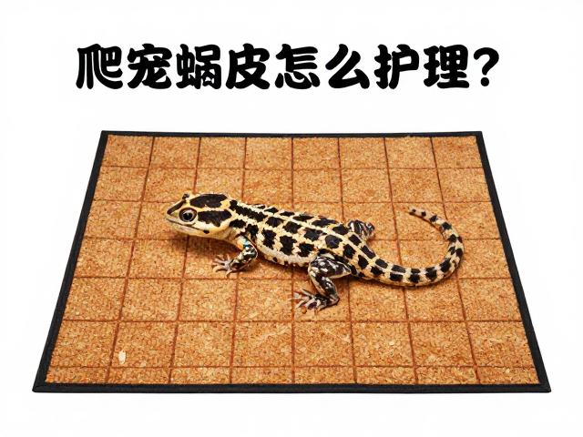 爬宠蜕皮期怎么护理?加热垫放置与攀爬空间设置全攻略