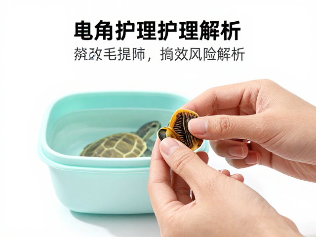 乌龟蜕皮护理指南，保湿盒辅助与双手托持法全解析