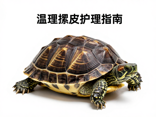 龟壳蜕皮护理指南,避免温差过大,预防常见疾病与症状
