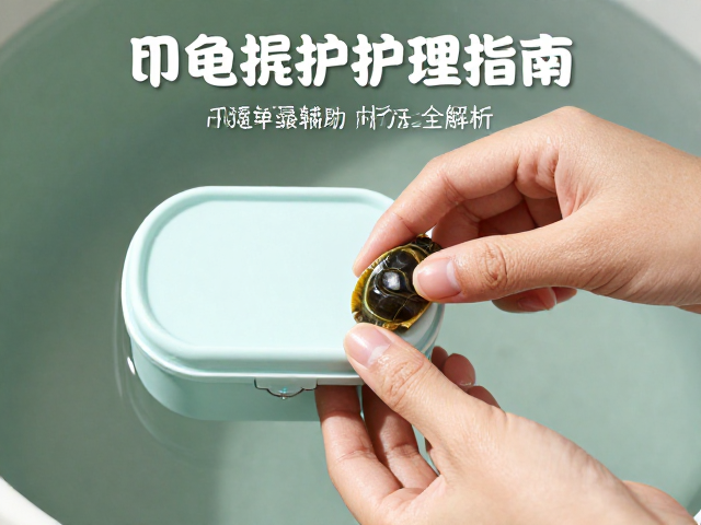 乌龟蜕皮护理指南，保湿盒辅助与双手托持法全解析